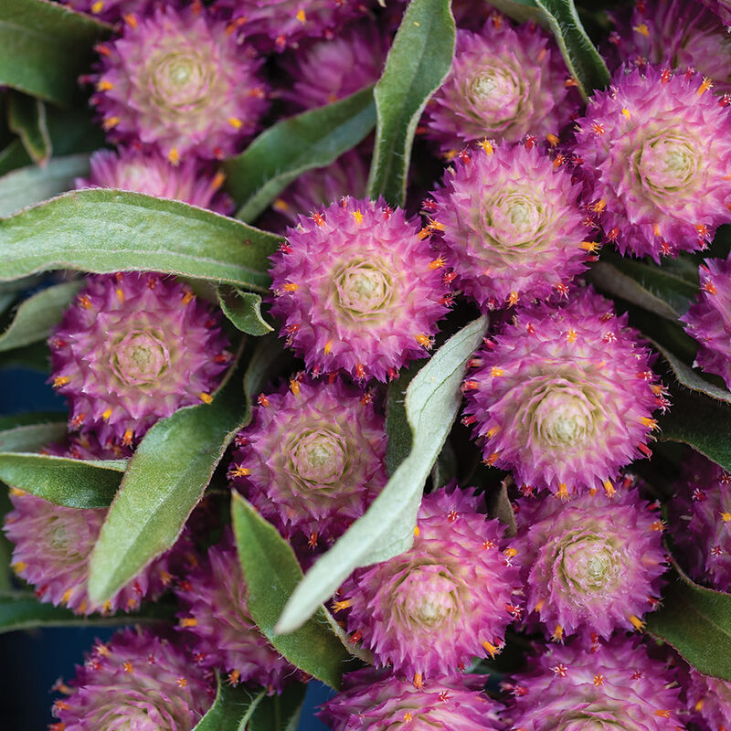 Gomphrena haageana – New Opalescent Rose