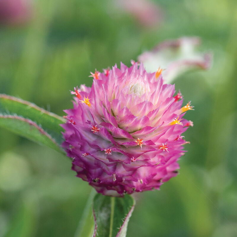 Gomphrena haageana – New Opalescent Rose