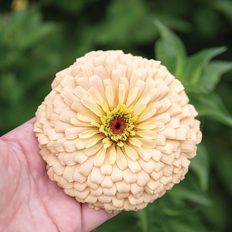 Linen-Zinnia Seed