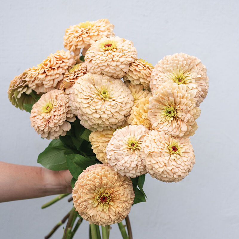 Linen-Zinnia Seed